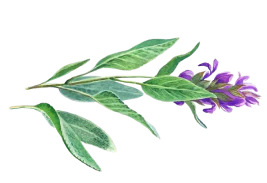 Bild als Stilelement