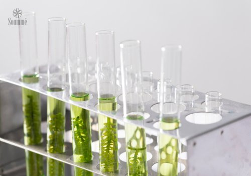 Grünalge  und Planktonextrakt - Soummé GmbH