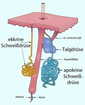 Schweißdrüse - Funktion und Aussehen - Soummé GmbH